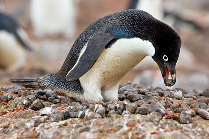 Adelie Penguin Image @ Kiwifoto.com