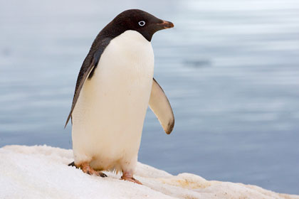 Adelie Penguin Image @ Kiwifoto.com