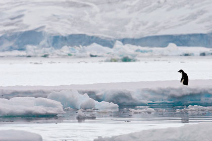 Adelie Penguin Picture @ Kiwifoto.com