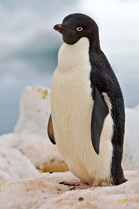 Adelie Penguin Image @ Kiwifoto.com