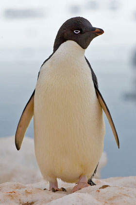 Adelie Penguin Image @ Kiwifoto.com