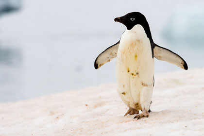 Adelie Penguin Image @ Kiwifoto.com