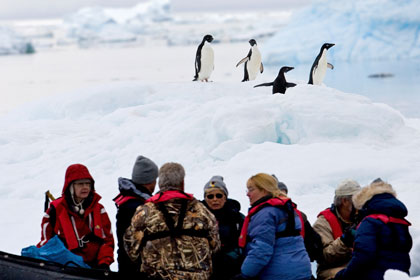 Adelie Penguin Picture @ Kiwifoto.com