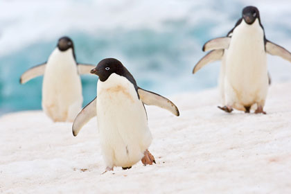 Adelie Penguin Picture @ Kiwifoto.com