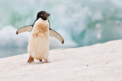 Adelie Penguin Picture @ Kiwifoto.com