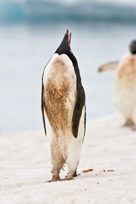 Adelie Penguin Image @ Kiwifoto.com