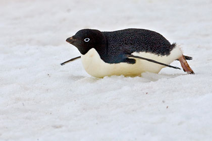 Adelie Penguin Image @ Kiwifoto.com