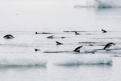 Adelie Penguin Photo @ Kiwifoto.com