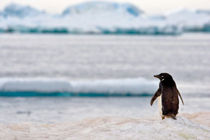 Adelie Penguin Photo @ Kiwifoto.com