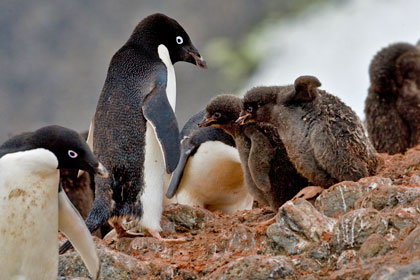 Adelie Penguin Image @ Kiwifoto.com