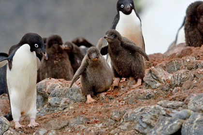 Adelie Penguin Image @ Kiwifoto.com