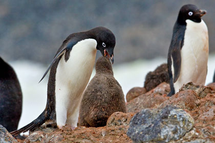 Adelie Penguin Picture @ Kiwifoto.com