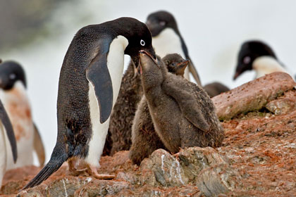 Adelie Penguin Image @ Kiwifoto.com