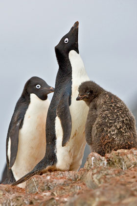 Adelie Penguin (chick)