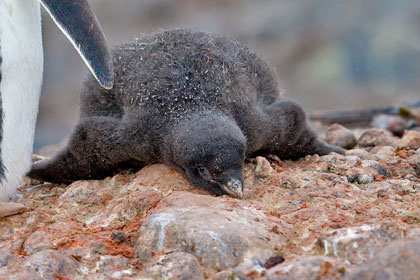 Adelie Penguin (chick)