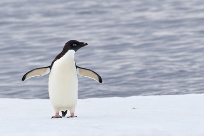 Adelie Penguin Picture @ Kiwifoto.com