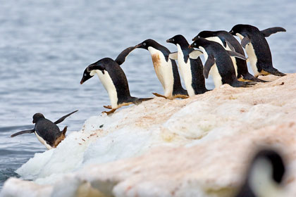 Adelie Penguin Image @ Kiwifoto.com