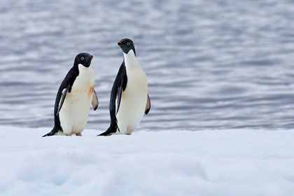 Adelie Penguin Image @ Kiwifoto.com