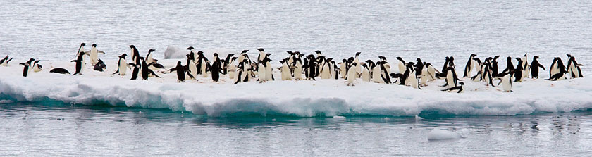Adelie Penguin Image @ Kiwifoto.com