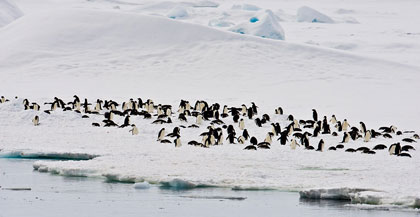 Adelie Penguin Image @ Kiwifoto.com