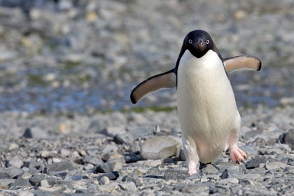 Adelie Penguin Photo @ Kiwifoto.com