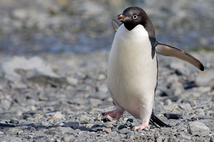 Adelie Penguin Image @ Kiwifoto.com