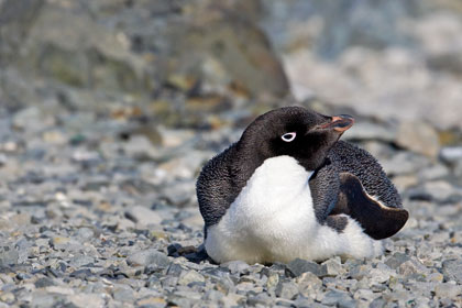 Adelie Penguin Image @ Kiwifoto.com