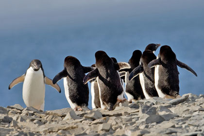 Adelie Penguin Picture @ Kiwifoto.com