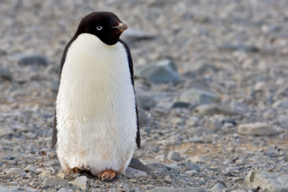 Adelie Penguin Image @ Kiwifoto.com