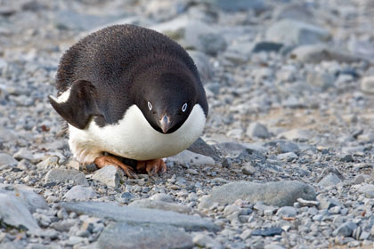 Adelie Penguin Image @ Kiwifoto.com
