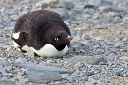 Adelie Penguin Image @ Kiwifoto.com