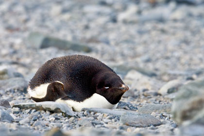 Adelie Penguin Picture @ Kiwifoto.com