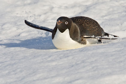 Adelie Penguin Image @ Kiwifoto.com