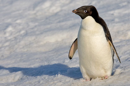 Adelie Penguin Picture @ Kiwifoto.com