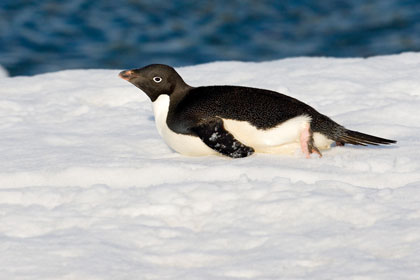 Adelie Penguin Picture @ Kiwifoto.com