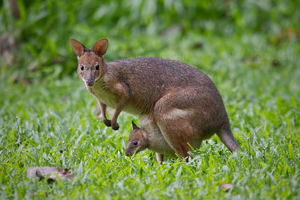 Agile Wallaby Image @ Kiwifoto.com