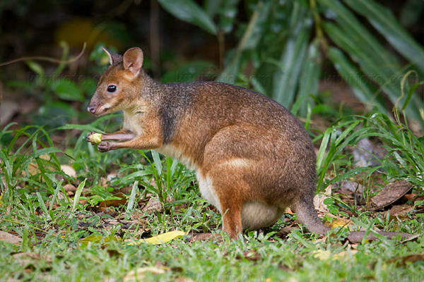 Agile Wallaby (M. a. jardinii)