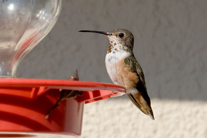 Allen's Hummingbird Picture @ Kiwifoto.com