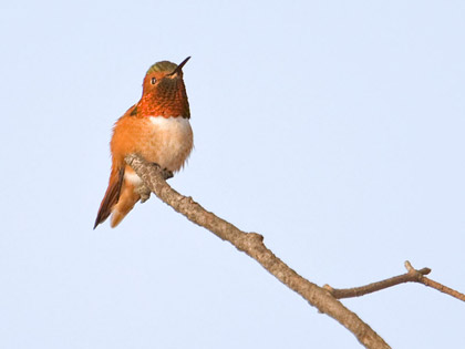 Allen's Hummingbird Image @ Kiwifoto.com