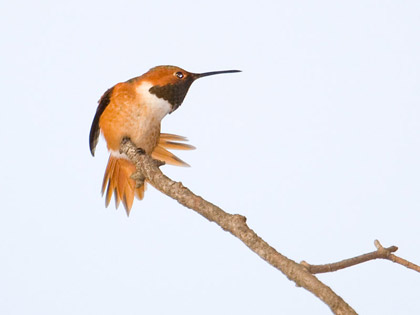 Allen's Hummingbird Photo @ Kiwifoto.com