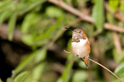 Allen's Hummingbird Photo @ Kiwifoto.com