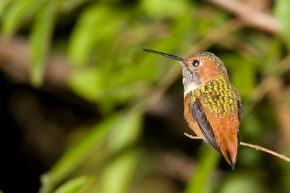 Allen's Hummingbird Photo @ Kiwifoto.com