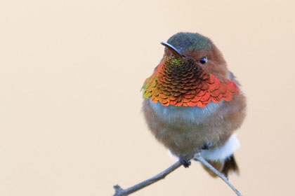 Allen's Hummingbird Picture @ Kiwifoto.com