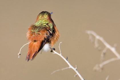 Allen's Hummingbird Photo @ Kiwifoto.com