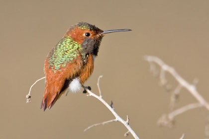 Allen's Hummingbird Photo @ Kiwifoto.com