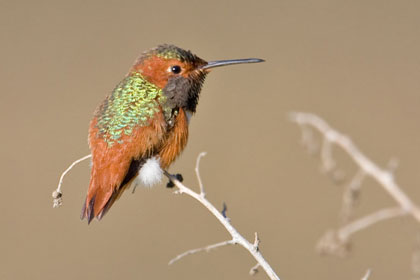 Allen's Hummingbird Image @ Kiwifoto.com