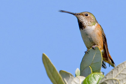 Allen's Hummingbird Photo @ Kiwifoto.com
