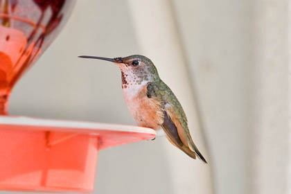 Allen's Hummingbird Picture @ Kiwifoto.com