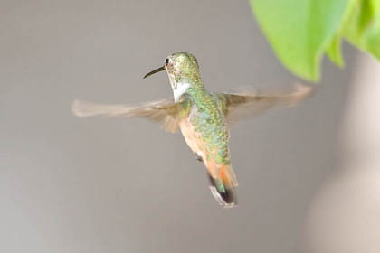Allen's Hummingbird Image @ Kiwifoto.com
