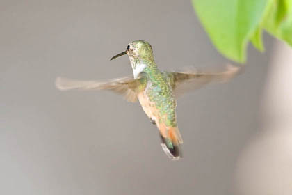 Allen's Hummingbird Photo @ Kiwifoto.com